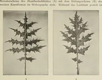 An illustration from Die Ursprungsformen des griechischen Akanthusornamentes und ihre naturlichen Vorbilder (1896)