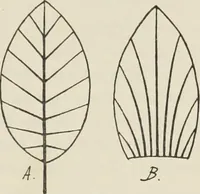 An illustration from Die Ursprungsformen des griechischen Akanthusornamentes und ihre naturlichen Vorbilder (1896)