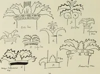 Picture 9 of 46 from Die Ursprungsformen des griechischen Akanthusornamentes und ihre naturlichen Vorbilder (1896), leaf 17