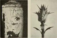 Picture 11 of 46 from Die Ursprungsformen des griechischen Akanthusornamentes und ihre naturlichen Vorbilder (1896), leaf 20