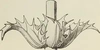 An illustration from Die Ursprungsformen des griechischen Akanthusornamentes und ihre naturlichen Vorbilder (1896)