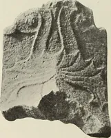 An illustration from Die Ursprungsformen des griechischen Akanthusornamentes und ihre naturlichen Vorbilder (1896)