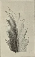 An illustration from Die Ursprungsformen des griechischen Akanthusornamentes und ihre naturlichen Vorbilder (1896)