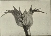 An illustration from Die Ursprungsformen des griechischen Akanthusornamentes und ihre naturlichen Vorbilder (1896)