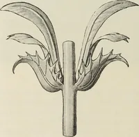 An illustration from Die Ursprungsformen des griechischen Akanthusornamentes und ihre naturlichen Vorbilder (1896)