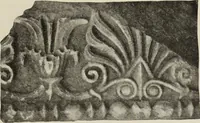 An illustration from Die Ursprungsformen des griechischen Akanthusornamentes und ihre naturlichen Vorbilder (1896)