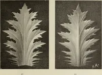 An illustration from Die Ursprungsformen des griechischen Akanthusornamentes und ihre naturlichen Vorbilder (1896)