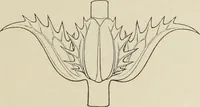 An illustration from Die Ursprungsformen des griechischen Akanthusornamentes und ihre naturlichen Vorbilder (1896)
