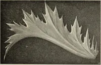 An illustration from Die Ursprungsformen des griechischen Akanthusornamentes und ihre naturlichen Vorbilder (1896)