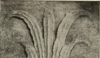 An illustration from Die Ursprungsformen des griechischen Akanthusornamentes und ihre naturlichen Vorbilder (1896)