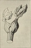 An illustration from Die Ursprungsformen des griechischen Akanthusornamentes und ihre naturlichen Vorbilder (1896)