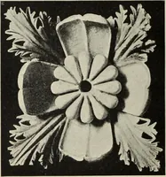 An illustration from Die Ursprungsformen des griechischen Akanthusornamentes und ihre naturlichen Vorbilder (1896)