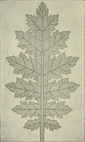 An illustration from Die Ursprungsformen des griechischen Akanthusornamentes und ihre naturlichen Vorbilder (1896)