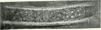 An illustration from Die Wandmosaiken von Ravenna (1912)