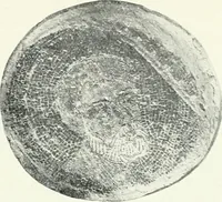 Picture 52 of 71 from Die Wandmosaiken von Ravenna (1912), leaf 412