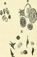 An illustration from Die wissenschaftliche Ausbildung des Apothekerlehrlings und seine Vorbereitung zum Gehülfenexamen : mit Rücksicht auf die neuesten Anforderungen (1884)