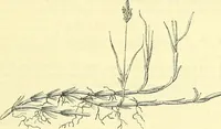 An illustration from Die wissenschaftliche Ausbildung des Apothekerlehrlings und seine Vorbereitung zum Gehülfenexamen : mit Rücksicht auf die neuesten Anforderungen (1884)