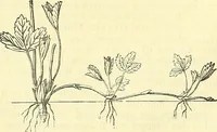 An illustration from Die wissenschaftliche Ausbildung des Apothekerlehrlings und seine Vorbereitung zum Gehülfenexamen : mit Rücksicht auf die neuesten Anforderungen (1884)