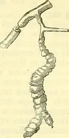 An illustration from Die wissenschaftliche Ausbildung des Apothekerlehrlings und seine Vorbereitung zum Gehülfenexamen : mit Rücksicht auf die neuesten Anforderungen (1884)