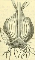 An illustration from Die wissenschaftliche Ausbildung des Apothekerlehrlings und seine Vorbereitung zum Gehülfenexamen : mit Rücksicht auf die neuesten Anforderungen (1884)