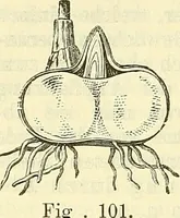 An illustration from Die wissenschaftliche Ausbildung des Apothekerlehrlings und seine Vorbereitung zum Gehülfenexamen : mit Rücksicht auf die neuesten Anforderungen (1884)