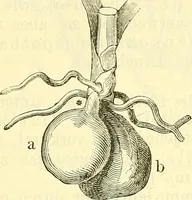 An illustration from Die wissenschaftliche Ausbildung des Apothekerlehrlings und seine Vorbereitung zum Gehülfenexamen : mit Rücksicht auf die neuesten Anforderungen (1884)