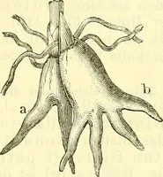 An illustration from Die wissenschaftliche Ausbildung des Apothekerlehrlings und seine Vorbereitung zum Gehülfenexamen : mit Rücksicht auf die neuesten Anforderungen (1884)