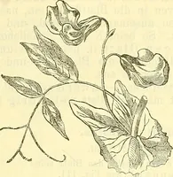 An illustration from Die wissenschaftliche Ausbildung des Apothekerlehrlings und seine Vorbereitung zum Gehülfenexamen : mit Rücksicht auf die neuesten Anforderungen (1884)