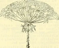 An illustration from Die wissenschaftliche Ausbildung des Apothekerlehrlings und seine Vorbereitung zum Gehülfenexamen : mit Rücksicht auf die neuesten Anforderungen (1884)