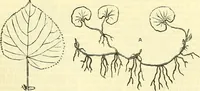 An illustration from Die wissenschaftliche Ausbildung des Apothekerlehrlings und seine Vorbereitung zum Gehülfenexamen : mit Rücksicht auf die neuesten Anforderungen (1884)