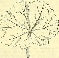 An illustration from Die wissenschaftliche Ausbildung des Apothekerlehrlings und seine Vorbereitung zum Gehülfenexamen : mit Rücksicht auf die neuesten Anforderungen (1884)