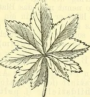 An illustration from Die wissenschaftliche Ausbildung des Apothekerlehrlings und seine Vorbereitung zum Gehülfenexamen : mit Rücksicht auf die neuesten Anforderungen (1884)
