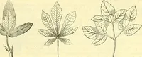 An illustration from Die wissenschaftliche Ausbildung des Apothekerlehrlings und seine Vorbereitung zum Gehülfenexamen : mit Rücksicht auf die neuesten Anforderungen (1884)