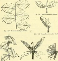 An illustration from Die wissenschaftliche Ausbildung des Apothekerlehrlings und seine Vorbereitung zum Gehülfenexamen : mit Rücksicht auf die neuesten Anforderungen (1884)
