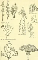 An illustration from Die wissenschaftliche Ausbildung des Apothekerlehrlings und seine Vorbereitung zum Gehülfenexamen : mit Rücksicht auf die neuesten Anforderungen (1884)