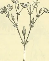 An illustration from Die wissenschaftliche Ausbildung des Apothekerlehrlings und seine Vorbereitung zum Gehülfenexamen : mit Rücksicht auf die neuesten Anforderungen (1884)
