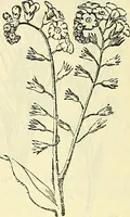 An illustration from Die wissenschaftliche Ausbildung des Apothekerlehrlings und seine Vorbereitung zum Gehülfenexamen : mit Rücksicht auf die neuesten Anforderungen (1884)
