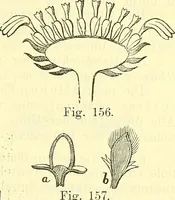 An illustration from Die wissenschaftliche Ausbildung des Apothekerlehrlings und seine Vorbereitung zum Gehülfenexamen : mit Rücksicht auf die neuesten Anforderungen (1884)