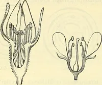 An illustration from Die wissenschaftliche Ausbildung des Apothekerlehrlings und seine Vorbereitung zum Gehülfenexamen : mit Rücksicht auf die neuesten Anforderungen (1884)