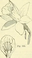 An illustration from Die wissenschaftliche Ausbildung des Apothekerlehrlings und seine Vorbereitung zum Gehülfenexamen : mit Rücksicht auf die neuesten Anforderungen (1884)