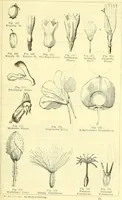 An illustration from Die wissenschaftliche Ausbildung des Apothekerlehrlings und seine Vorbereitung zum Gehülfenexamen : mit Rücksicht auf die neuesten Anforderungen (1884)