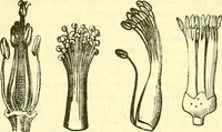 An illustration from Die wissenschaftliche Ausbildung des Apothekerlehrlings und seine Vorbereitung zum Gehülfenexamen : mit Rücksicht auf die neuesten Anforderungen (1884)