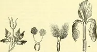 An illustration from Die wissenschaftliche Ausbildung des Apothekerlehrlings und seine Vorbereitung zum Gehülfenexamen : mit Rücksicht auf die neuesten Anforderungen (1884)