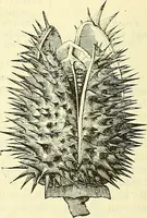 An illustration from Die wissenschaftliche Ausbildung des Apothekerlehrlings und seine Vorbereitung zum Gehülfenexamen : mit Rücksicht auf die neuesten Anforderungen (1884)