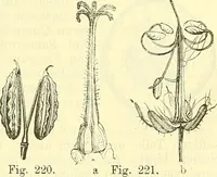 An illustration from Die wissenschaftliche Ausbildung des Apothekerlehrlings und seine Vorbereitung zum Gehülfenexamen : mit Rücksicht auf die neuesten Anforderungen (1884)