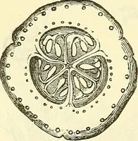 An illustration from Die wissenschaftliche Ausbildung des Apothekerlehrlings und seine Vorbereitung zum Gehülfenexamen : mit Rücksicht auf die neuesten Anforderungen (1884)