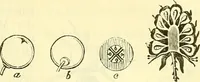 An illustration from Die wissenschaftliche Ausbildung des Apothekerlehrlings und seine Vorbereitung zum Gehülfenexamen : mit Rücksicht auf die neuesten Anforderungen (1884)