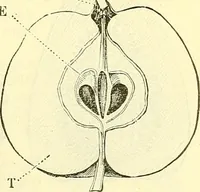 An illustration from Die wissenschaftliche Ausbildung des Apothekerlehrlings und seine Vorbereitung zum Gehülfenexamen : mit Rücksicht auf die neuesten Anforderungen (1884)