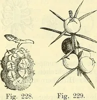An illustration from Die wissenschaftliche Ausbildung des Apothekerlehrlings und seine Vorbereitung zum Gehülfenexamen : mit Rücksicht auf die neuesten Anforderungen (1884)