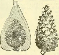 An illustration from Die wissenschaftliche Ausbildung des Apothekerlehrlings und seine Vorbereitung zum Gehülfenexamen : mit Rücksicht auf die neuesten Anforderungen (1884)